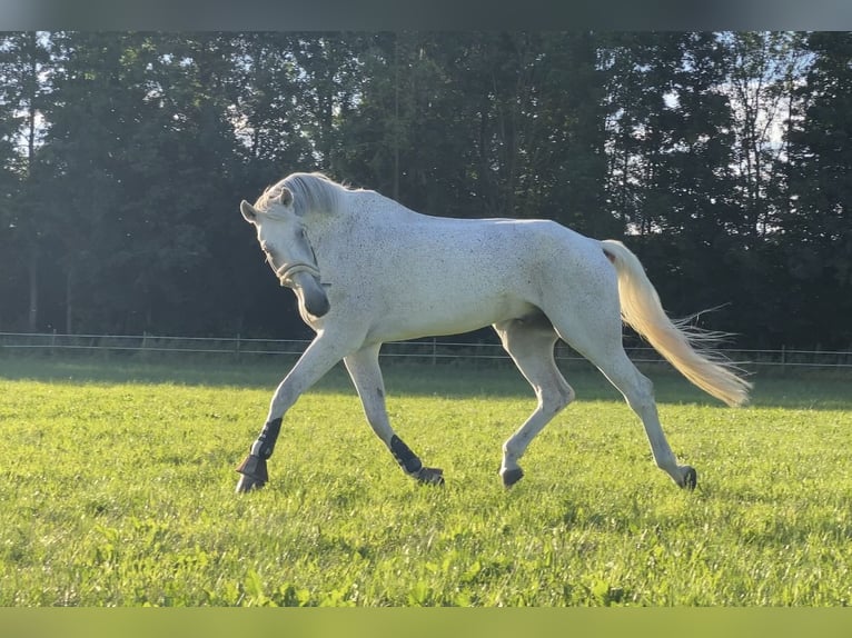 Schwedisches Warmblut Wallach 14 Jahre 185 cm Schimmel in Simmershofen