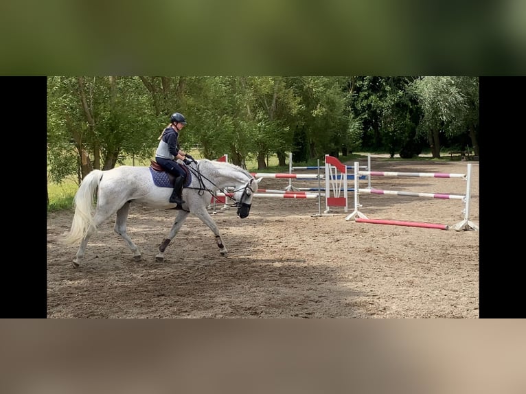 Schwedisches Warmblut Wallach 14 Jahre 185 cm Schimmel in Simmershofen