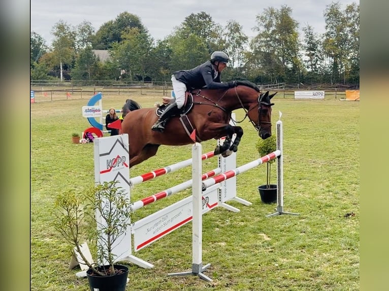 Schwedisches Warmblut Wallach 15 Jahre 173 cm Brauner in Martfeld