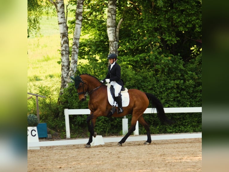 Schwedisches Warmblut Wallach 17 Jahre 167 cm Brauner in Ingolstadt
