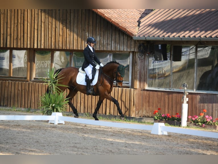 Schwedisches Warmblut Wallach 17 Jahre 167 cm Brauner in Ingolstadt