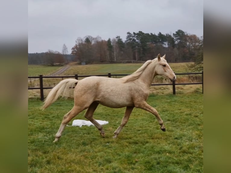 Schwedisches Warmblut Wallach 1 Jahr 166 cm Palomino in Istorp