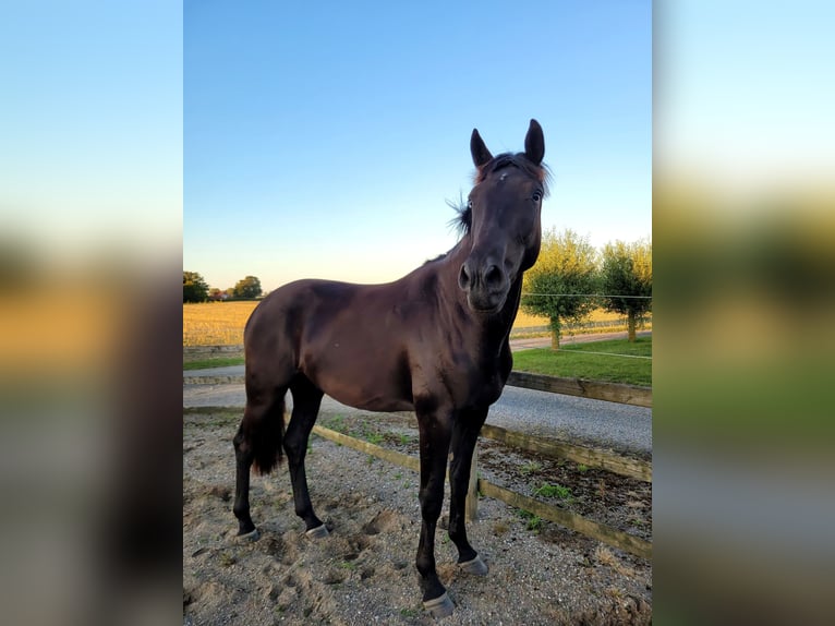 Schwedisches Warmblut Wallach 2 Jahre 166 cm Dunkelbrauner in Skurup Skåne