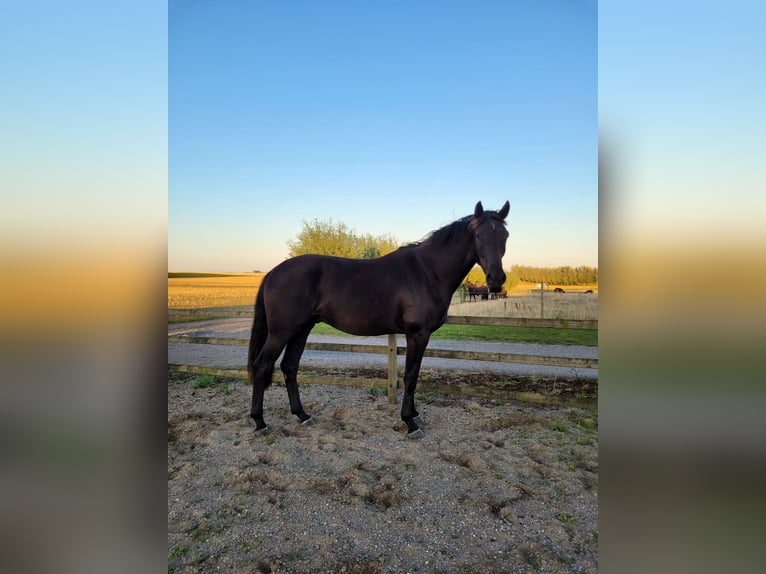 Schwedisches Warmblut Wallach 2 Jahre 166 cm Dunkelbrauner in Skurup Skåne