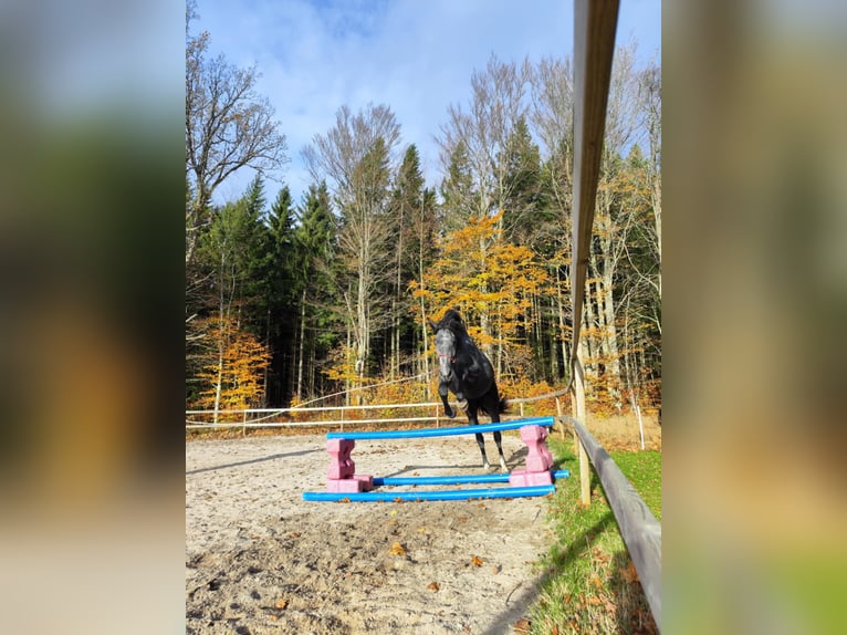 Schwedisches Warmblut Wallach 3 Jahre 168 cm Apfelschimmel in Emmaboda