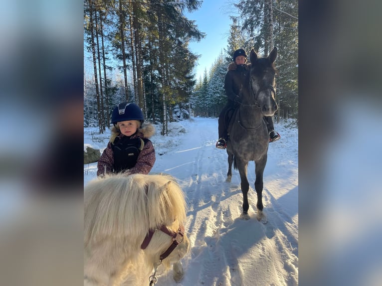 Schwedisches Warmblut Wallach 3 Jahre 168 cm Schimmel in Emmaboda