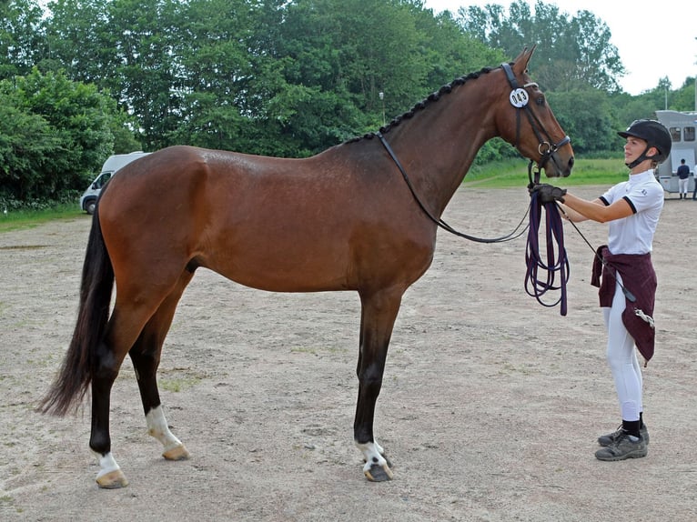 Schwedisches Warmblut Wallach 3 Jahre 170 cm Brauner in Alingsås