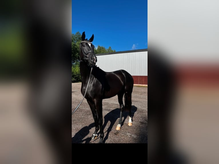 Schwedisches Warmblut Wallach 3 Jahre 172 cm Rappe in Avesta