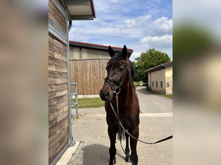 Schwedisches Warmblut Mix Wallach 4 Jahre 160 cm Dunkelbrauner in Leipzig