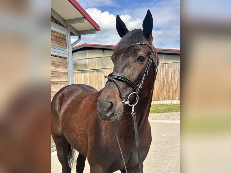 Schwedisches Warmblut Mix Wallach 4 Jahre 160 cm Dunkelbrauner in Leipzig