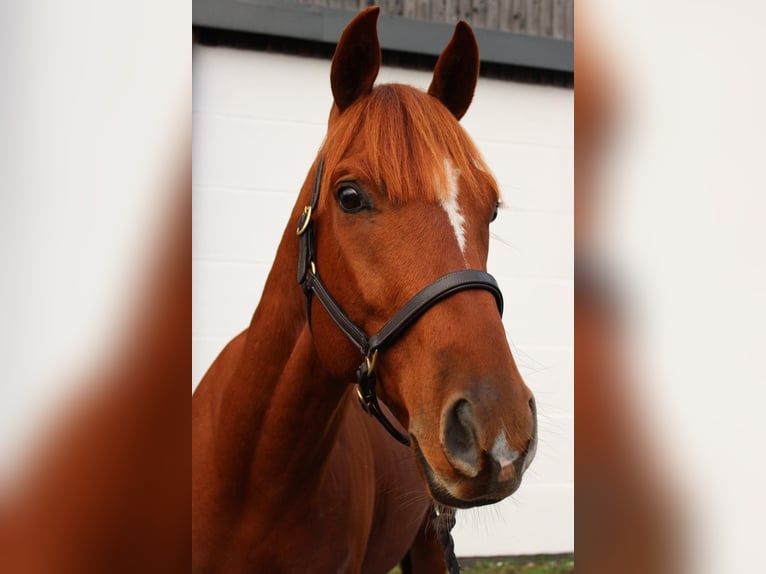 Schwedisches Warmblut Wallach 4 Jahre 163 cm Dunkelfuchs in Sjöbo