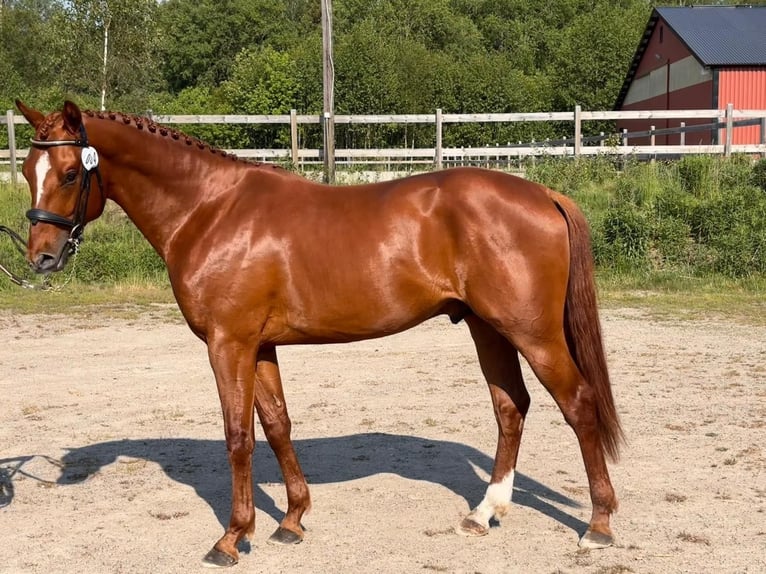 Schwedisches Warmblut Wallach 4 Jahre 163 cm Dunkelfuchs in Sjöbo