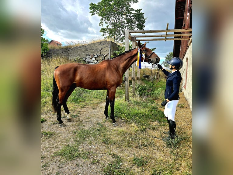 Schwedisches Warmblut Wallach 4 Jahre 173 cm Brauner in Nyköping