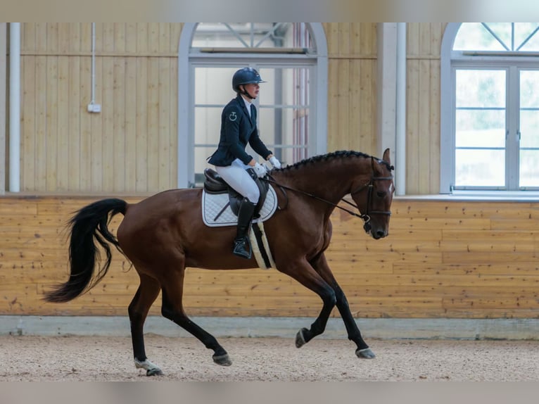 Schwedisches Warmblut Wallach 4 Jahre 173 cm Brauner in Nyköping