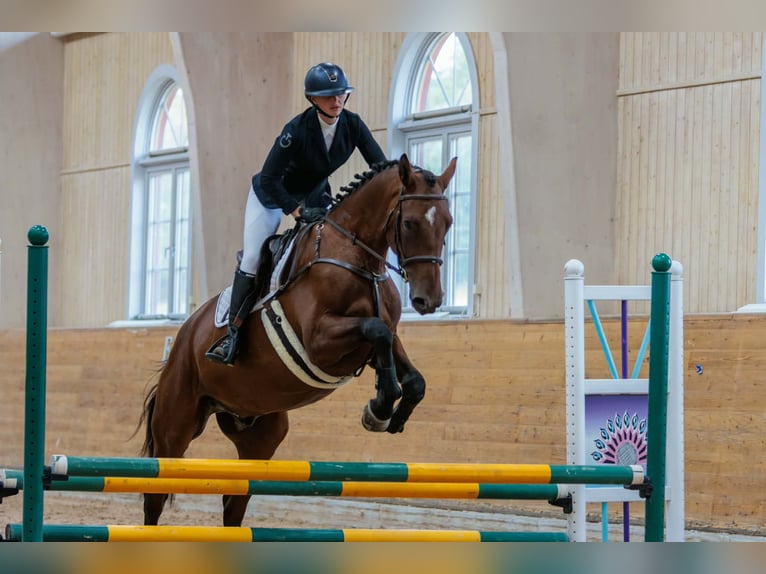 Schwedisches Warmblut Wallach 4 Jahre 173 cm Brauner in Nyköping
