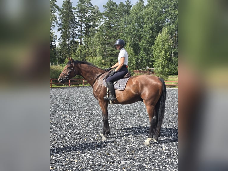 Schwedisches Warmblut Wallach 4 Jahre 173 cm Brauner in Nyköping