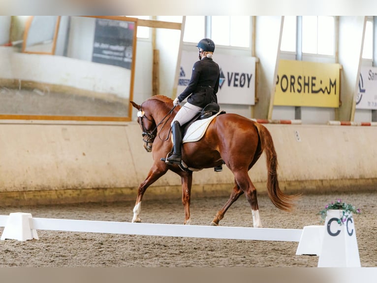Schwedisches Warmblut Wallach 4 Jahre 173 cm Dunkelfuchs in Norddal