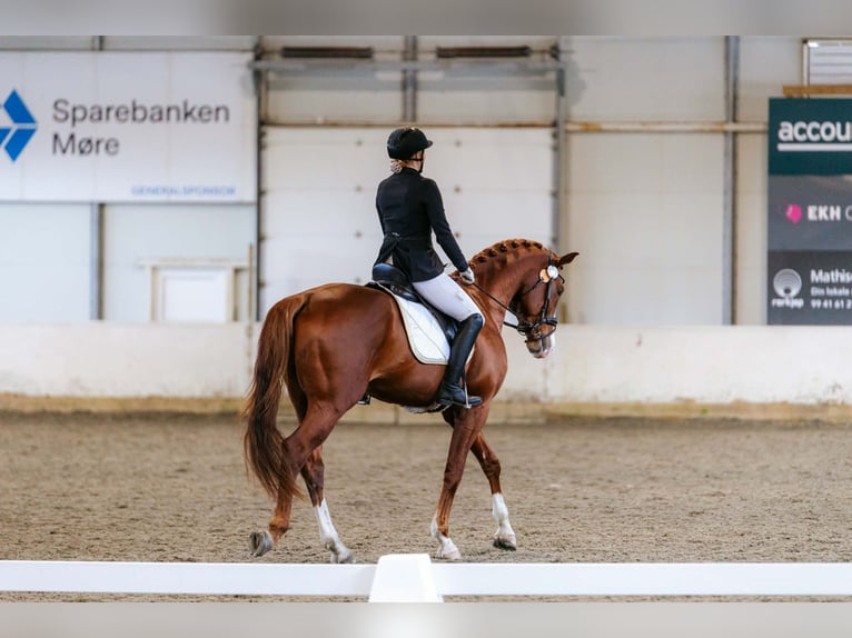 Schwedisches Warmblut Wallach 4 Jahre 173 cm Dunkelfuchs in Norddal