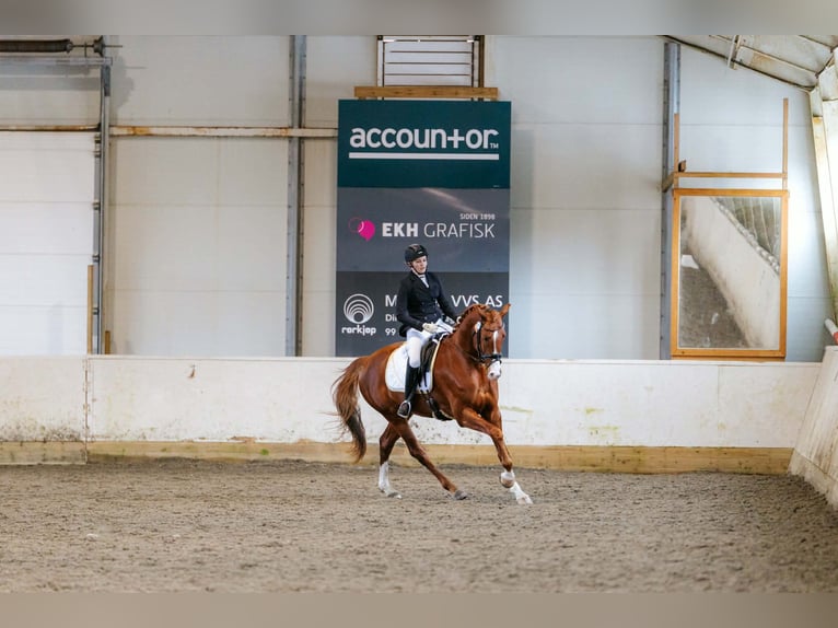 Schwedisches Warmblut Wallach 4 Jahre 173 cm Dunkelfuchs in Norddal