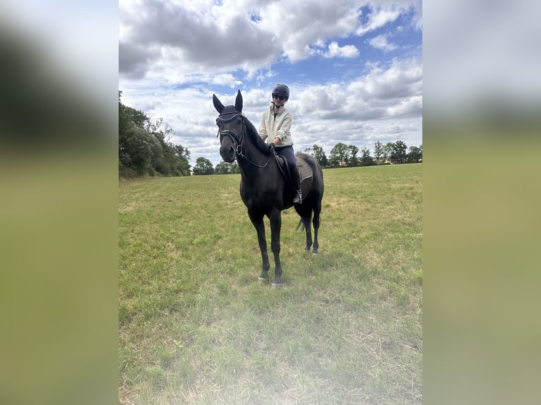 Schwedisches Warmblut Mix Wallach 5 Jahre 160 cm Dunkelbrauner in Leipzig