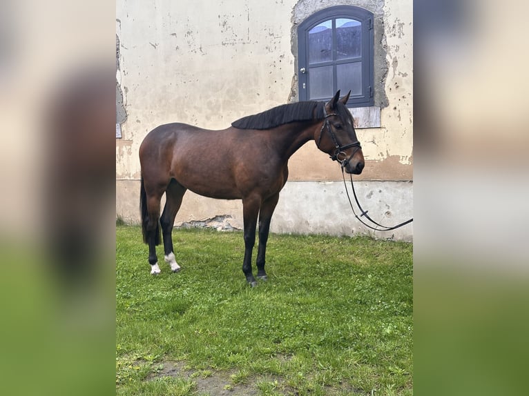 Schwedisches Warmblut Mix Wallach 5 Jahre 162 cm Brauner in Leipzig