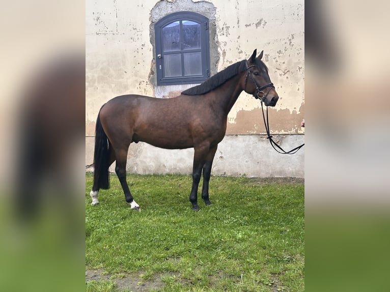 Schwedisches Warmblut Mix Wallach 5 Jahre 162 cm Brauner in Leipzig