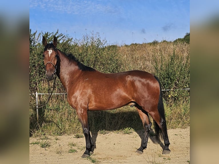 Schwedisches Warmblut Mix Wallach 5 Jahre 164 cm Brauner in Leipzig