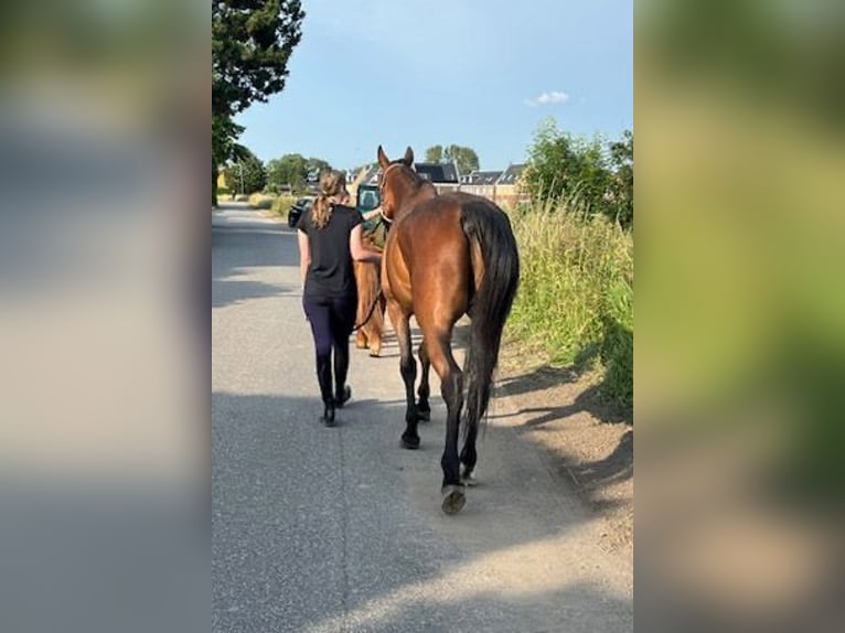 Schwedisches Warmblut Wallach 5 Jahre 164 cm Brauner in Hellevoetsluis