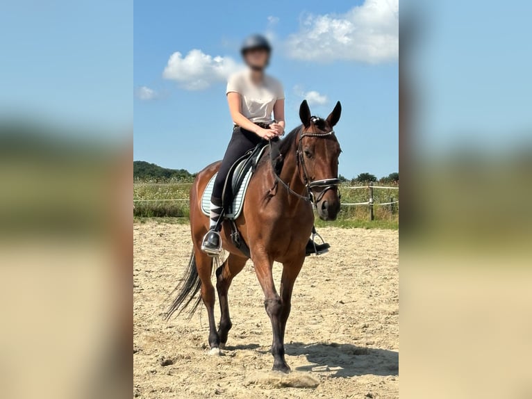 Schwedisches Warmblut Wallach 5 Jahre 164 cm Brauner in Hellevoetsluis