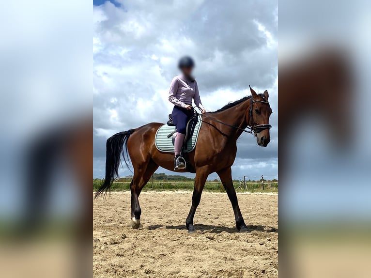 Schwedisches Warmblut Wallach 5 Jahre 164 cm Brauner in Hellevoetsluis