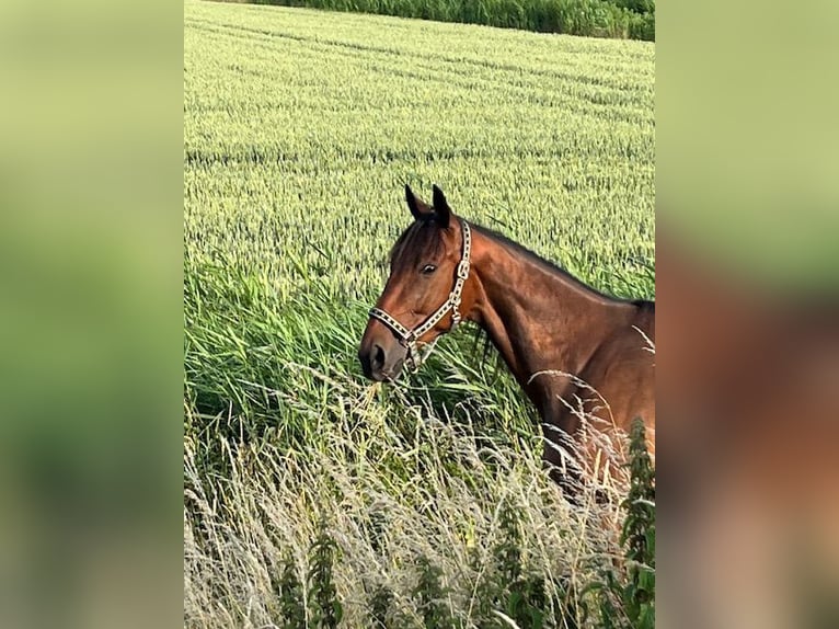 Schwedisches Warmblut Wallach 5 Jahre 164 cm Brauner in Hellevoetsluis