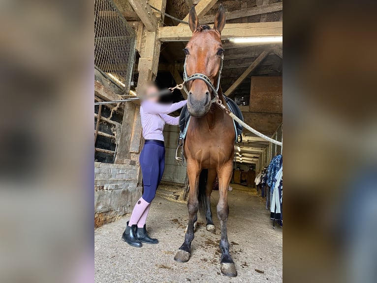 Schwedisches Warmblut Wallach 5 Jahre 164 cm Brauner in Hellevoetsluis