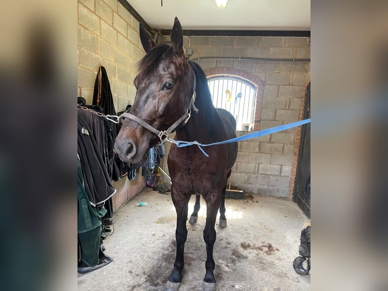 Schwedisches Warmblut Mix Wallach 5 Jahre 165 cm Dunkelbrauner in Leipzig