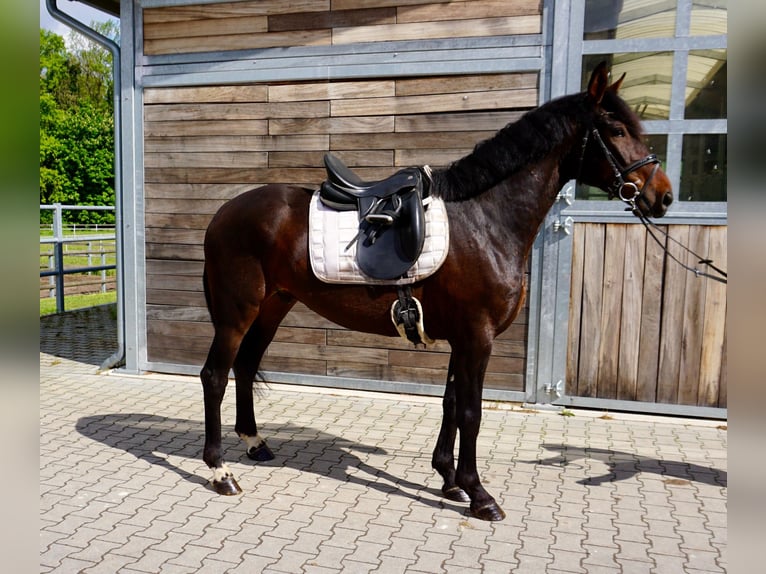 Schwedisches Warmblut Mix Wallach 5 Jahre 166 cm Dunkelbrauner in Leipzig