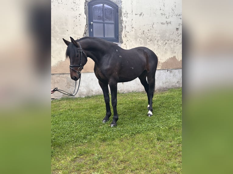 Schwedisches Warmblut Mix Wallach 5 Jahre 166 cm Dunkelbrauner in Leipzig