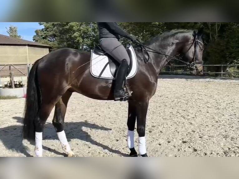 Schwedisches Warmblut Wallach 5 Jahre 174 cm Rappe in Heinsberg