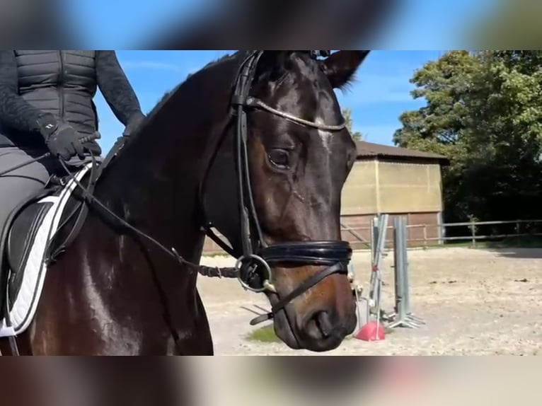 Schwedisches Warmblut Wallach 5 Jahre 174 cm Rappe in Heinsberg