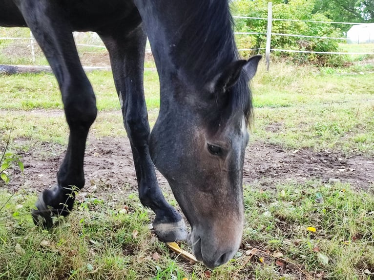 Schwedisches Warmblut Wallach 5 Jahre 175 cm Schimmel in Karlstad