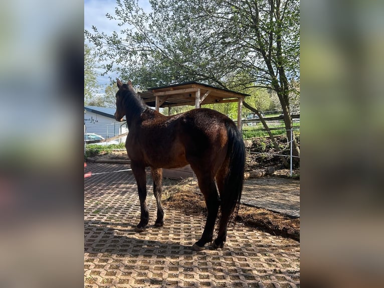 Schwedisches Warmblut Wallach 6 Jahre 163 cm Brauner in Marburg