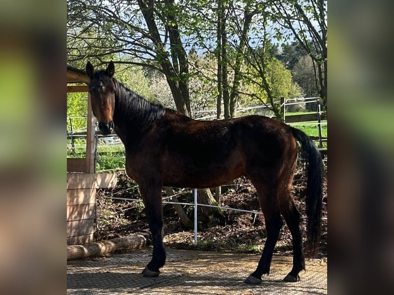 Schwedisches Warmblut Wallach 6 Jahre 163 cm Brauner in Marburg