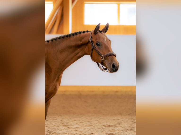 Schwedisches Warmblut Wallach 6 Jahre 165 cm Rotbrauner in Sigtuna