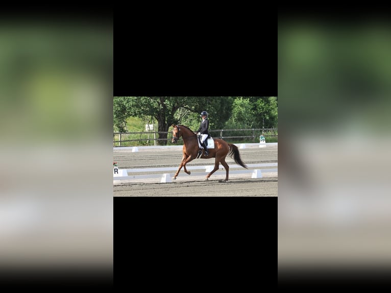 Schwedisches Warmblut Wallach 6 Jahre 170 cm Dunkelfuchs in hålta