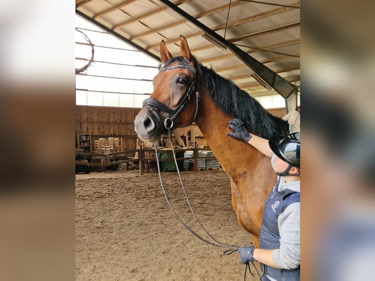 Schwedisches Warmblut Wallach 6 Jahre 173 cm Rotbrauner in Garphyttan