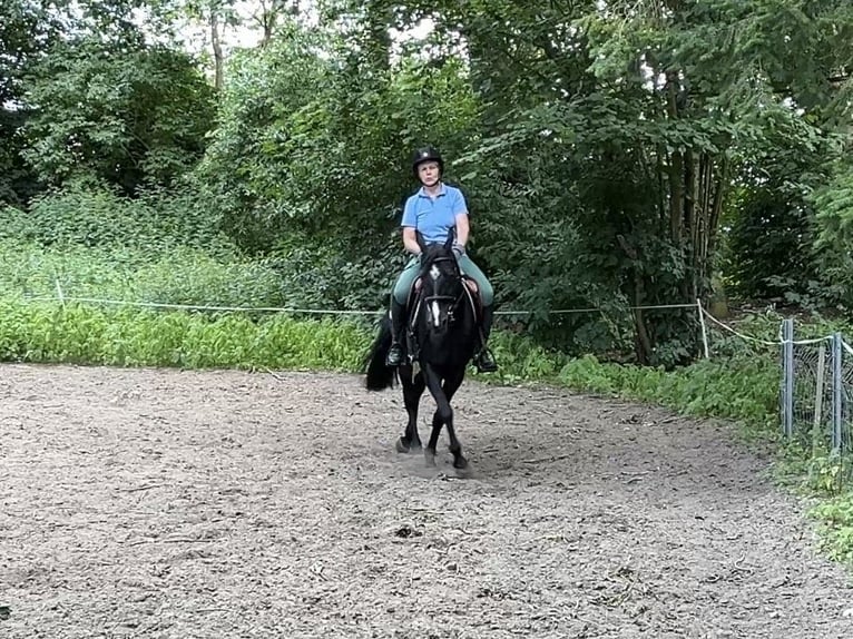 Schwedisches Warmblut Wallach 7 Jahre 150 cm Dunkelbrauner in Sundhagen