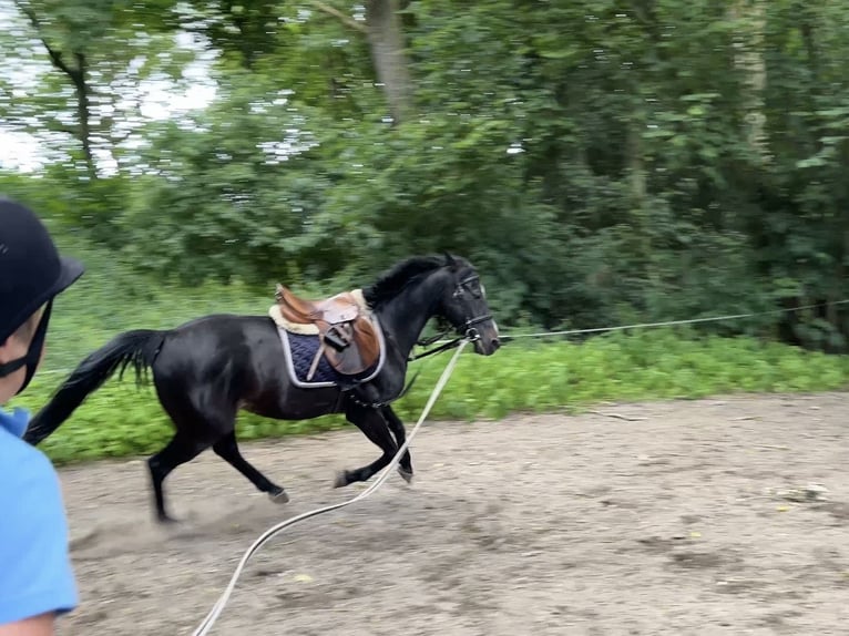 Schwedisches Warmblut Wallach 7 Jahre 150 cm Dunkelbrauner in Sundhagen