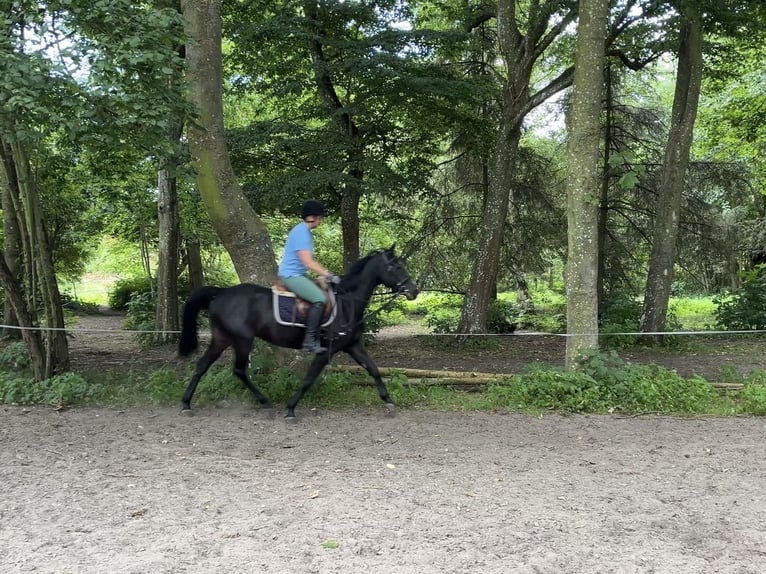 Schwedisches Warmblut Wallach 7 Jahre 150 cm Dunkelbrauner in Sundhagen