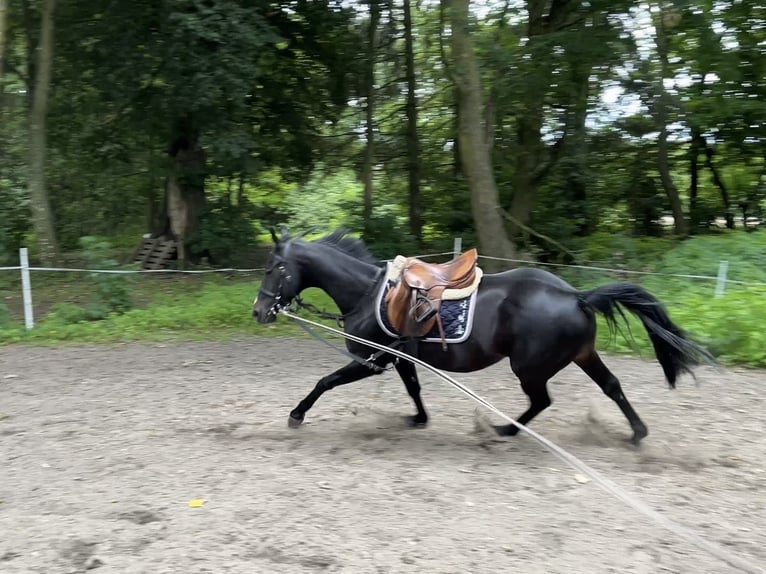 Schwedisches Warmblut Wallach 7 Jahre 150 cm Dunkelbrauner in Sundhagen