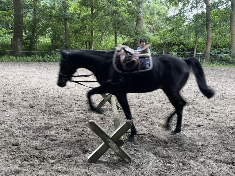 Schwedisches Warmblut Wallach 7 Jahre 150 cm Dunkelbrauner in Sundhagen