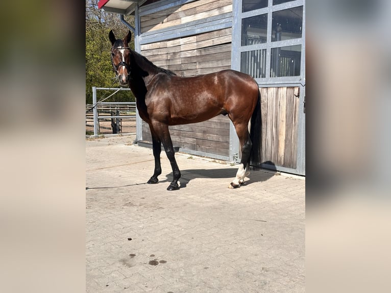 Schwedisches Warmblut Mix Wallach 7 Jahre 164 cm Dunkelbrauner in Leipzig