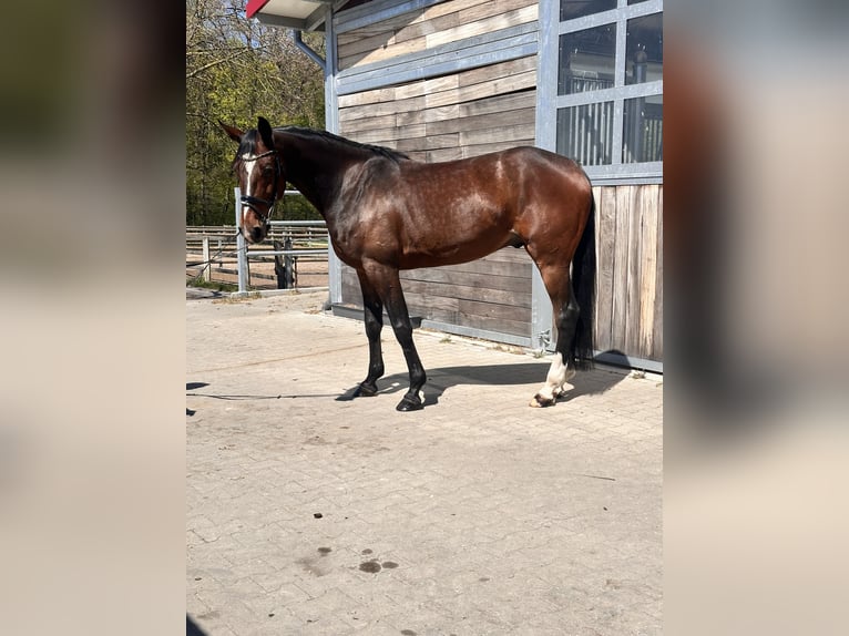 Schwedisches Warmblut Mix Wallach 7 Jahre 164 cm Dunkelbrauner in Leipzig